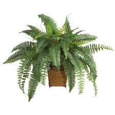Rental store for WOOD BASKET FERN  EA in Spartanburg SC