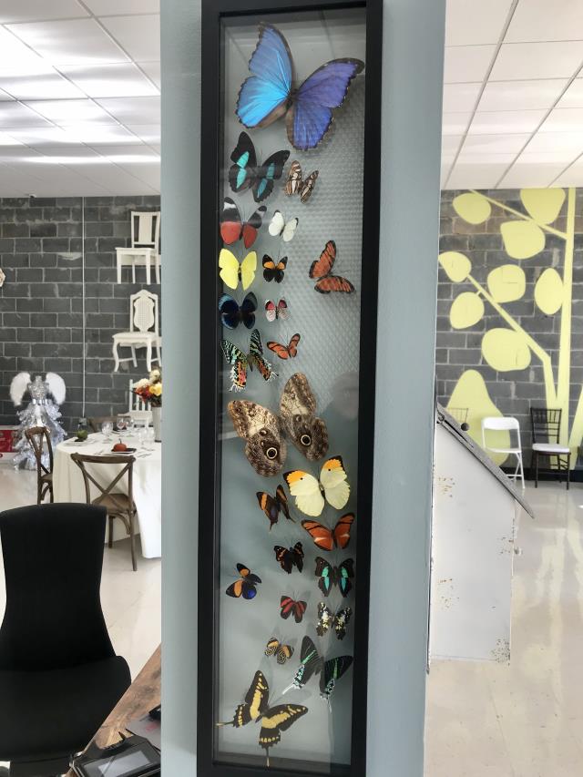 Rental store for BUTTERFLY FRAME DECOR in Spartanburg SC